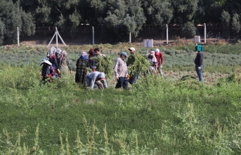 Deneme amaçlı ekilen tıbbi ve aromatik bitkilerin hasadı yapıldı