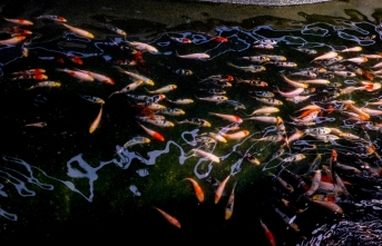 Antalya'da yetiştirilen Japon balıkları birçok ilde
