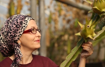 Girişimci kadın tropikal meyve “pitaya“yı serada yetiştiriyor