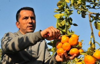 Mersin'de 7 mandalina çeşidi geliştirildi