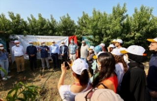 Dalda kalan meyveler “iyilik“ için hasat ediliyor