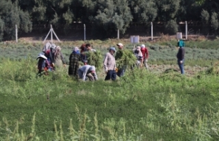 Deneme amaçlı ekilen tıbbi ve aromatik bitkilerin...