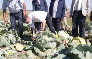 İki bin rakımlı Daphan Ovası'ndaki seralarda sebze...