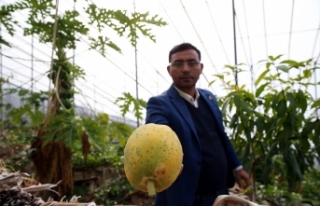 Tropikal meyve üreticilerinin yeni tercihi papaya...