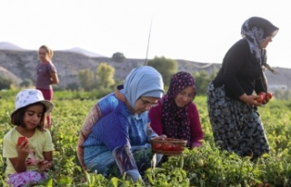 Emine Erdoğan, tarladan domates topladı, menemen...