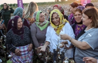 Türkan Şoray, pamuk hasadına katıldı