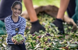 Sofralık zeytin ihracatı 100 bin tonu aştı