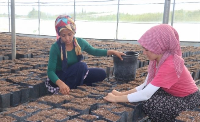 Çukurova'da yetiştirilen meyve fidanları 14 ülkeye ihraç ediliyor