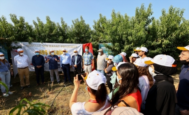 Dalda kalan meyveler “iyilik“ için hasat ediliyor