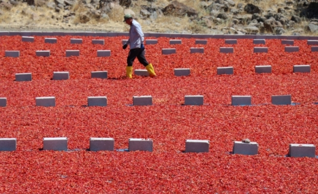 Kilis'te toz biberin kalitesi arttırıldı