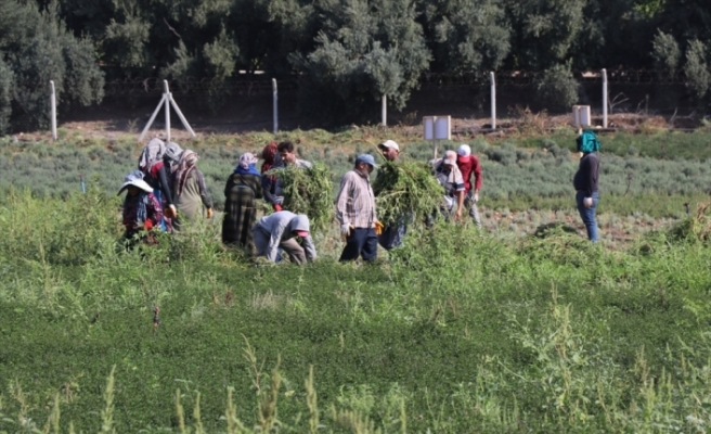 Deneme amaçlı ekilen tıbbi ve aromatik bitkilerin hasadı yapıldı