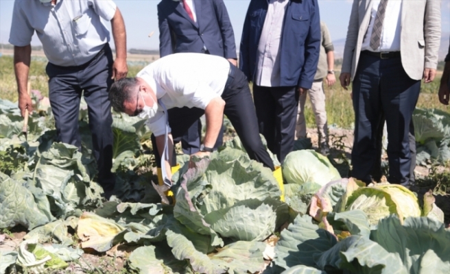 İki bin rakımlı Daphan Ovası'ndaki seralarda sebze ve meyve hasadına başlandı