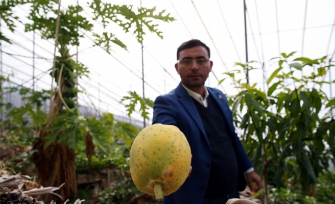 Tropikal meyve üreticilerinin yeni tercihi papaya oldu