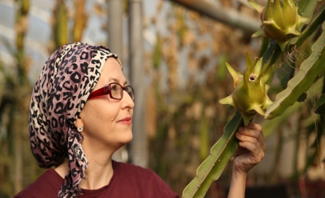 Girişimci kadın tropikal meyve “pitaya“yı serada yetiştiriyor