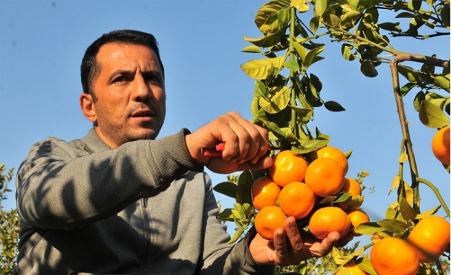 Mersin'de 7 mandalina çeşidi geliştirildi