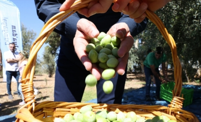 Uluslararası Food Fest Gastronomi Festivali'nde zeytin hasadı yapıldı