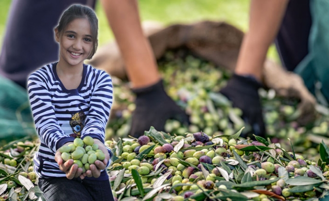 Sofralık zeytin ihracatı 100 bin tonu aştı